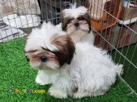 فروش سگ شیتزو اصیل - فروش سگ اپارتمانی