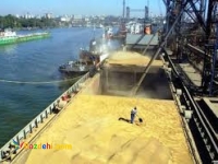 جو ذرت گندم روسیه