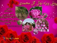 فروش انواع محصولات و فراورده های صادراتی  گل محمدی