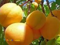 فروش پوره زردآلو اسپتیک