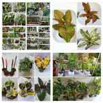 فروشگاه گل ارکیده