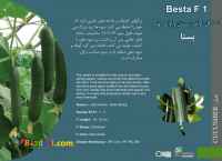 بذر خیار بستا besta 