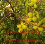 ایران نهال آذربایجان - نهال فروشی