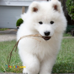 فروش توله سامویید