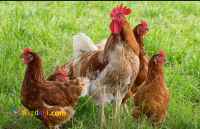 حراج نیمچه مرغ دورگ دوماهه و نیمه