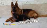 فروش تخصصی سگ ژرمن شپرد ، توله ژرمن شپهرد 