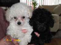 فروش سگ پودل عروسکی ، فروش توله پودل ، سگ پودل وارداتی