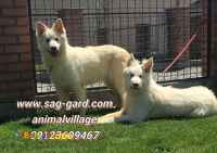 فروش سگ ژرمن شپرد موبلند سفید خالص،فروش سگ نگهبان