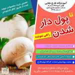 آموزشگاه پرورش قارچ طلوع طلایی