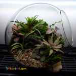 تراریوم محیط مرطوب برکه