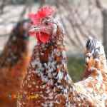 فروش مرغ محلی و ایرشایر و ردایلند رد