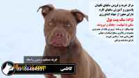فروش پیت بول اصیل بی واسطه 09108464931