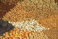 فروش عمده دان دام و طیور 