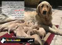 سگ گلدن رتریور اصیل توله و بالغ09108464931
