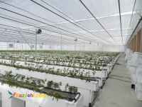 آموزش کشت گلخانه داری و کشت هیدروپونیک ایساتیس