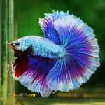 کسب درآمد میلیونی!