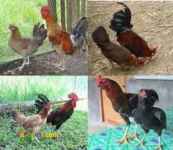 مرغ بومی در کلیه استانهای کشور                مرغ بومی در کلیه استانهای کشور              