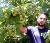 فروش نهال گردو – نهال گردو – قیمت نهال گردو نهالستان سعید قاسمی