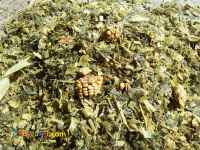 ذرت علوفه ای (سیلاژ) دزفول