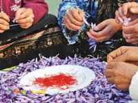پرورش زعفران و فروش زعفران اصل ایرانی