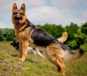 انواع سگهای نگهبان وگارد