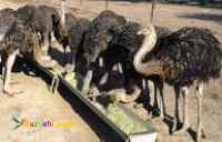 فروش شترمرغ مولد شرکت زرین توتک