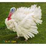 خریدبوقلمون زنده و آماده کشتار: