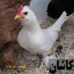 فروش  خروس بومی