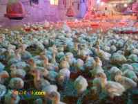 	فروش جوجه بوقلمون شرکت زرین توتک  