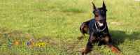 فروش سگ دوبرمن وباکسر
