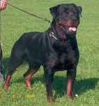 سگ های رتوایلر(تک صاحب و گارد پیشرفته)