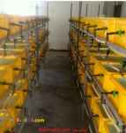  آموزش پرورش زالو |تکثیر زالو طبی 