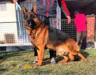 فروش سگ ژرمن شپرد اصیل , فروش سگ نگهبان