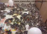 	فروش جوجه بوقلمون شرکت زرین توتک  