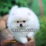 فروش‌پامرانین