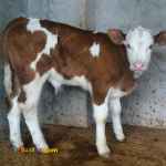 فروش انواع گوساله پرواربندی وماده داشتی 