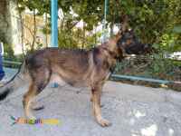 حیوانات خانگی و اهلی