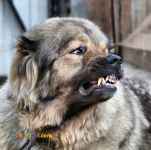 حیوانات خانگی و اهلی