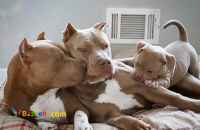 حیوانات خانگی و اهلی