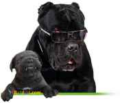 حیوانات خانگی و اهلی