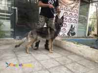 حیوانات خانگی و اهلی