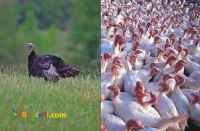 خریدبوقلمون زنده و آماده کشتار: