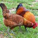 فروش جوجه مرغ بومی و محلی در کلیه سنین از یک روزه تا 6 ماهه ارسال به سرار کشور