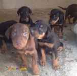 حیوانات خانگی و اهلی