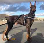 حیوانات خانگی و اهلی