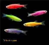 فروش خرد عمده ماهی زبرا 