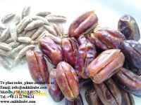 فروش خرمای بدون هسته در بسته بندی های مختلف مستقیماً از کارخانه