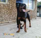 سگ روتوایلر نگهبان