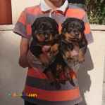 توله روتوایلر اصیل 