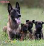 توله مالینویز سگ نگهبان